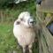 The Lambing Shed, Cornwall