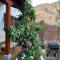Casa Mimosa with private pool & garden - Agaete