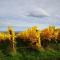 Au petit nid de Seebach - Seebach