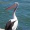 Mandurah Island Retreat