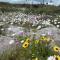 Fynbos Guest Houses - Hopefield