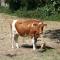 Le Douit Farm Self Catering - 圣马丁格恩西 Le Douit Farm Self Catering - 圣马丁格恩西