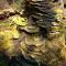 Bergsig Self-Catering Accommodation - Sabie