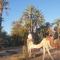 Gite Kasbah La Palmeraie - Skoura Gite Kasbah La Palmeraie - Skoura