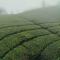 Vagamon Springs