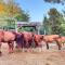 Agriturismo Podere Orzale Hospitality & Quarter Horses
