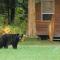 Foto: Bella Coola Grizzly Tours Cabins 79/151