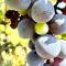 Casa del Vigneto - NEW near VENICE - rooms+bathroom - INDEPENDENT