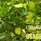 Sous l'oranger des Osages - 巴邦塔纳