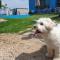 Yeoncheon Jjongi and Mary Pet Friendly Pension - Yeoncheon