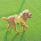 Kyeongju JS Pet Poolvilla - جيونجو