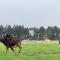 Merino Stal Guest Farm