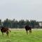 Merino Stal Guest Farm - Ermelo