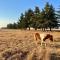 Merino Stal Guest Farm