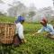 Ging Tea House - Darjeeling