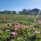 The Entire Barnhouse at Camp Jakkalsfontein, Tulbagh - Tulbagh