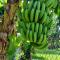 Faré tropical atiha