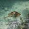 Mbaliparadise Guest Lodge PEMBA