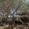 Rockfig Tented Camp
