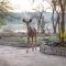Foxy Crocodile Bush Lodge & Kruger Safari's - No Loadshedding - Marloth Park