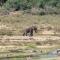 Foxy Crocodile Bush Lodge & Kruger Safaris - No Loadshedding