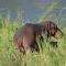 Emhosheni River Lodge
