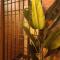 Sabai Sabai Guesthouse in Bayan Lepas - Bayan Lepas
