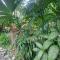 Papaya Paradise - Hone Creek