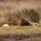 Kuoom Serengeti