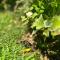 I Vallata Paradise I Free Parking - Garden&View - 10minutes from Lugano - Lugano