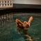 Hotel Terme - Terme Čatež - Чатеж-об-Сави