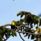 Heliconias Rainforest Lodge