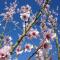 Hanami - studio