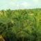 Arambol Paradise by PSS Properties