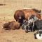 CradleLicious Nguni Farm Cottage - Beckedan