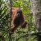 Bukit Lawang Backpacker JungleTrekking Only Booking with us - Timbanglawang 1