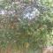 Dillenia canopy