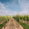 Weingut Petershof