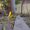 Central Charming Home with Garden near Parking and NDK