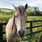 Doolin Glamping