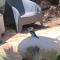 Kookaburra Oasis