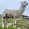 Rural retreat with the most incredible views! - Kahuranaki