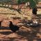 Deo Resta Guest Lodge - Piet Retief