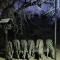 Dindingwe - Marloth Park