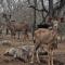 Dindingwe - Marloth Park