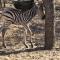 Dindingwe - Marloth Park