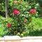 Apartments Bozana
