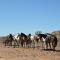 Savanna Guest Farm