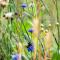 Tiny House Stijl & natuur nabij Brugge! - 贝尔内姆