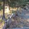 Whispering Woods: Relaxation at its Finest